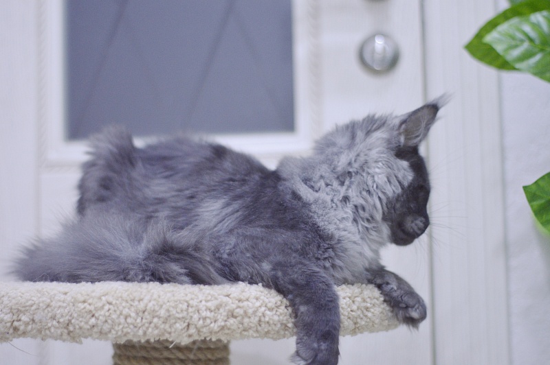 Nessie Akbars - Kitten maine-coon 5 months 1 week