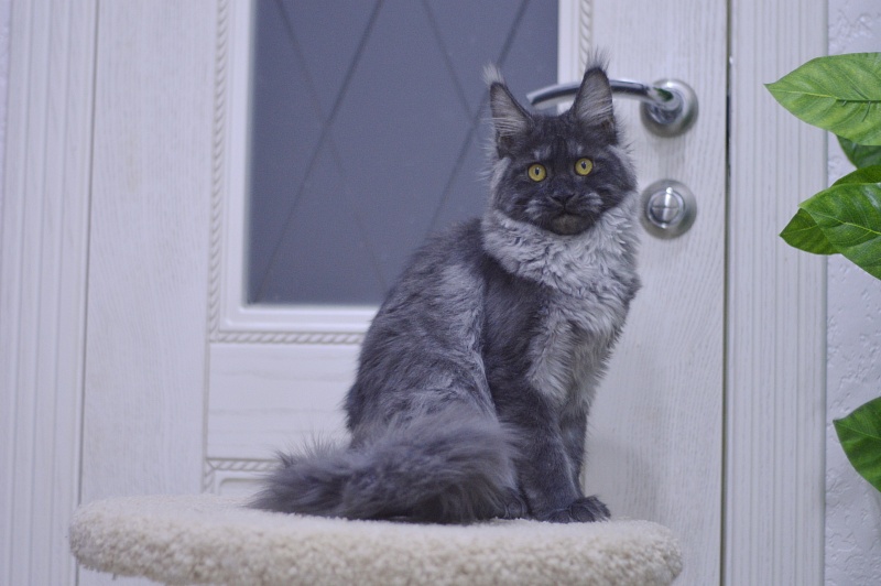 Nessie Akbars - Kitten maine-coon 5 months 1 week