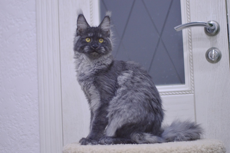 Nessie Akbars - Kitten maine-coon 5 months 1 week