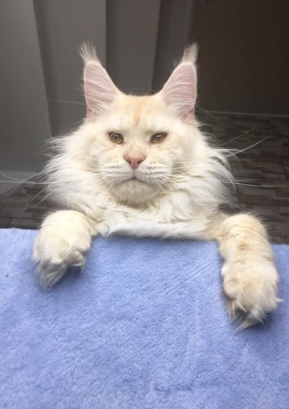 JIM Gonsior Line - maine-coon