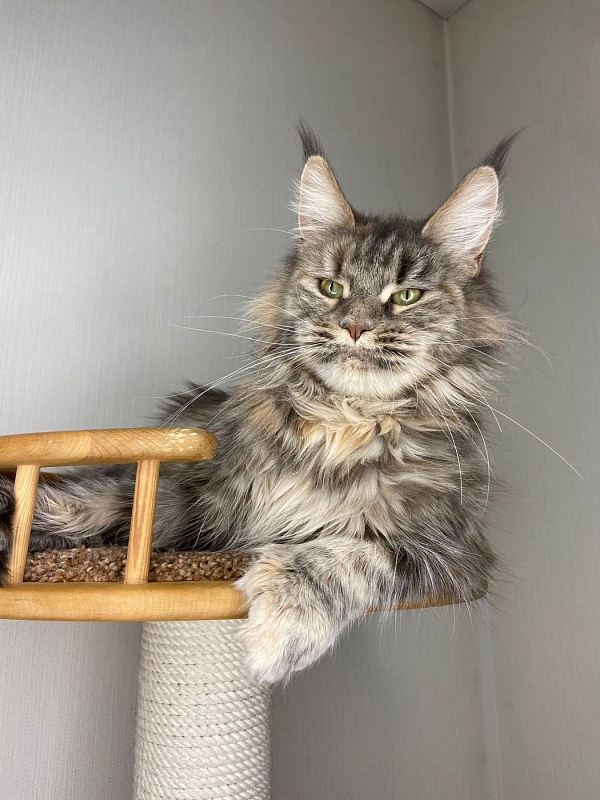 Q*Magdalena Gonsior Line PP - мейн-кун