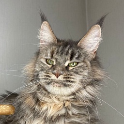 Q*Magdalena Gonsior Line PP