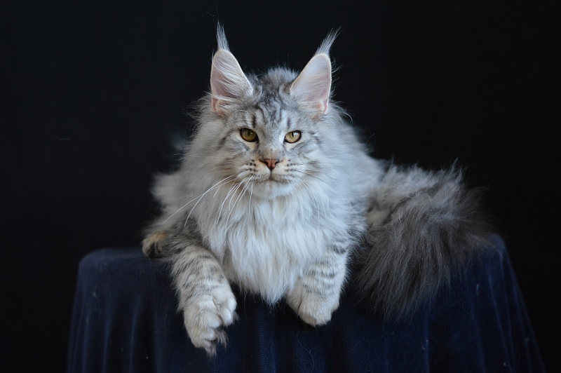 Addison Evans (polydactyl 66/66) - Взрослый мейн-кун 10 месяцев