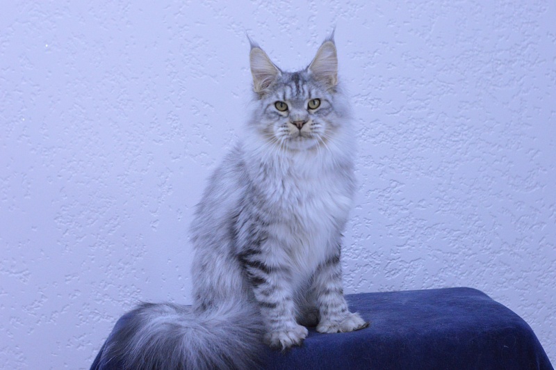 Addison Evans (polydactyl 66/66) - Взрослый мейн-кун 11 месяцев 2 недели