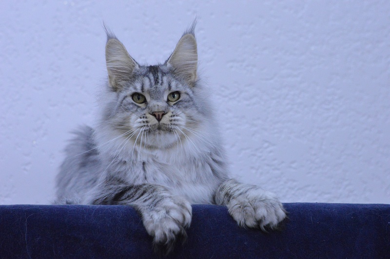 Addison Evans (polydactyl 66/66) - Взрослый мейн-кун 11 месяцев 2 недели