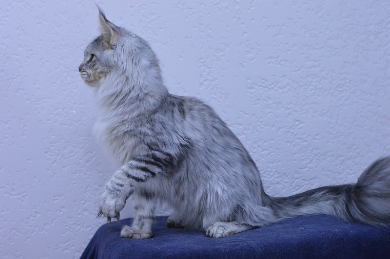 Addison Evans (polydactyl 66/66) - Взрослый мейн-кун 11 месяцев 2 недели