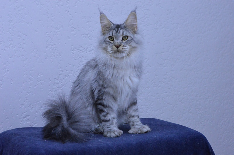 Addison Evans (polydactyl 66/66) - Взрослый мейн-кун 11 месяцев 2 недели