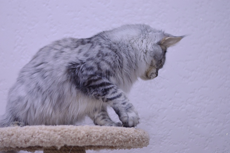 Addison Evans (polydactyl 66/66) - Взрослый мейн-кун 1 год 2,5 недели