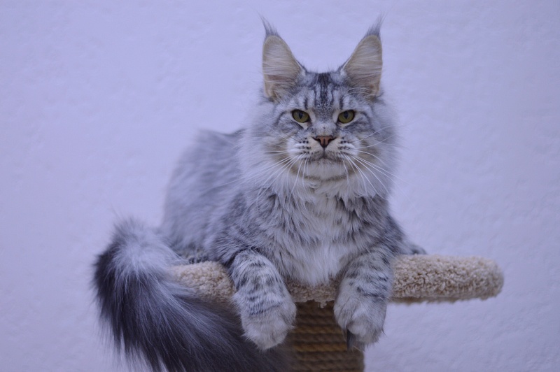 Addison Evans (polydactyl 66/66) - Взрослый мейн-кун 1 год 2,5 недели