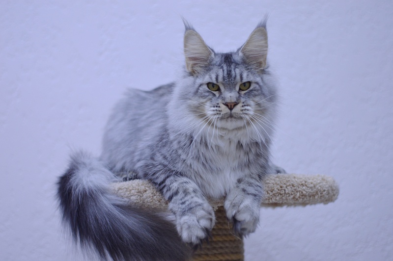 Addison Evans (polydactyl 66/66) - Взрослый мейн-кун 1 год 2,5 недели