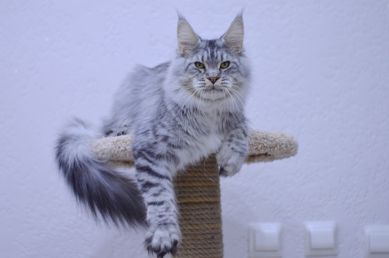 Addison Evans (polydactyl 66/66) - Взрослый мейн-кун 1 год 2,5 недели