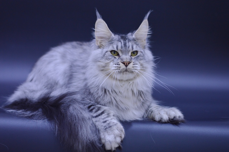 Addison Evans (polydactyl 66/66) - Взрослый мейн-кун 1 год 1 месяц 1 неделя