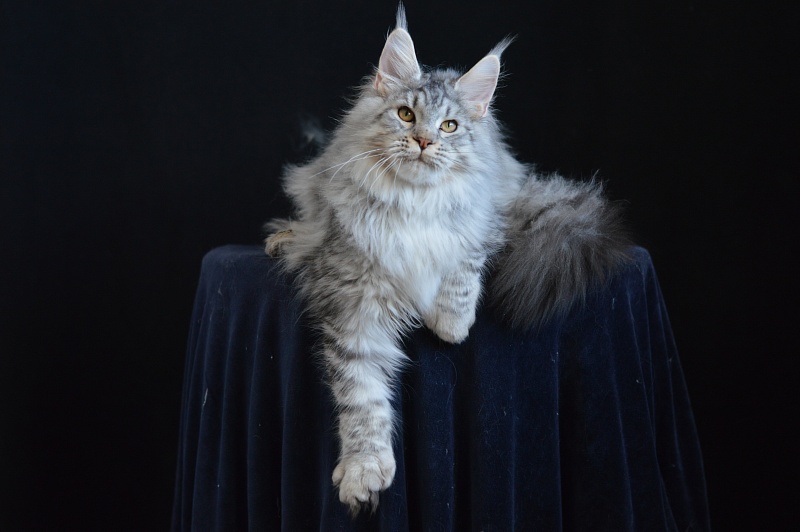 Addison Evans (polydactyl 66/66) - Взрослый мейн-кун 10 месяцев