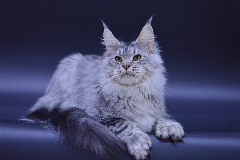 Addison Evans (polydactyl 66/66) - Взрослый мейн-кун 1 год 1 месяц 1 неделя