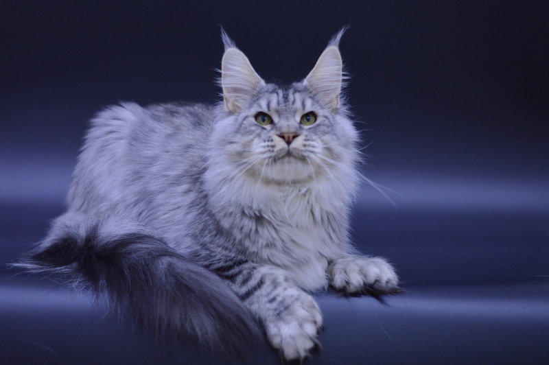 Addison Evans (polydactyl 66/66) - Взрослый мейн-кун 1 год 1 месяц 1 неделя