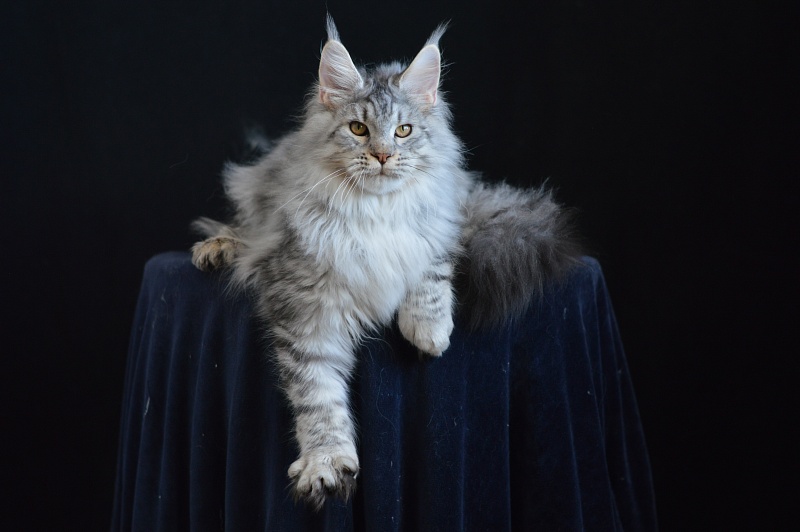 Addison Evans (polydactyl 66/66) - Взрослый мейн-кун 10 месяцев