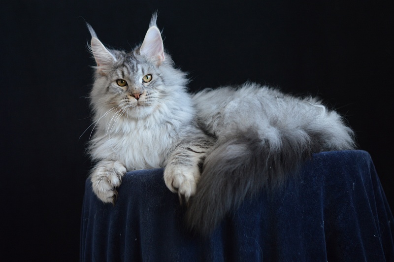 Addison Evans (polydactyl 66/66) - Взрослый мейн-кун 10 месяцев