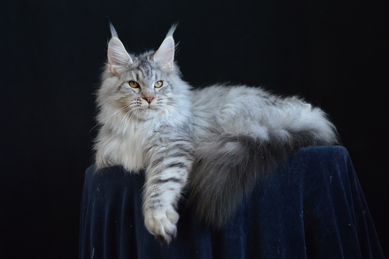 Addison Evans (polydactyl 66/66) - Взрослый мейн-кун 10 месяцев