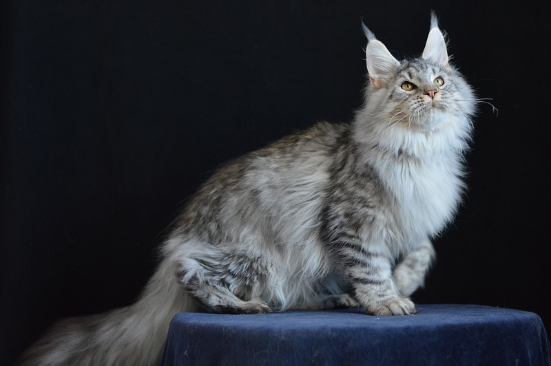 Addison Evans (polydactyl 66/66) - Взрослый мейн-кун 10 месяцев