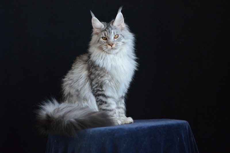 Addison Evans (polydactyl 66/66) - Взрослый мейн-кун 10 месяцев