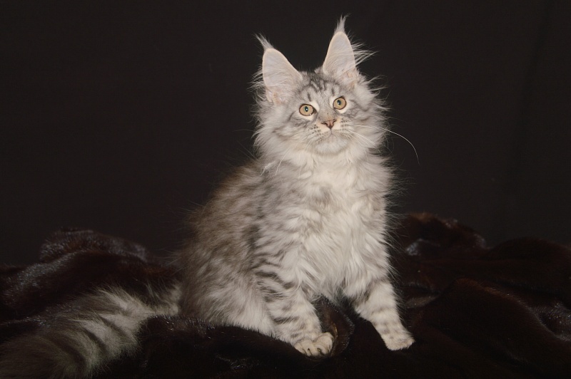 Addison Evans (polydactyl 66/66) - Котенок мейн-кун 3 месяца 2 недели