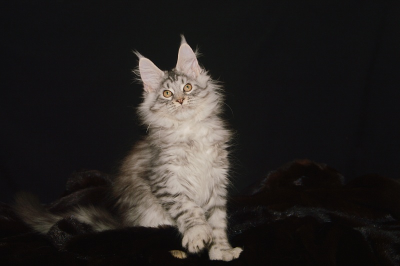 Addison Evans (polydactyl 66/66) - Котенок мейн-кун 3 месяца 2 недели