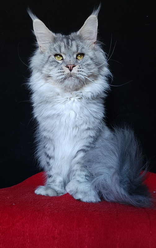 Addison Evans (polydactyl 66/66) - Взрослый мейн-кун 2 года 3 месяца