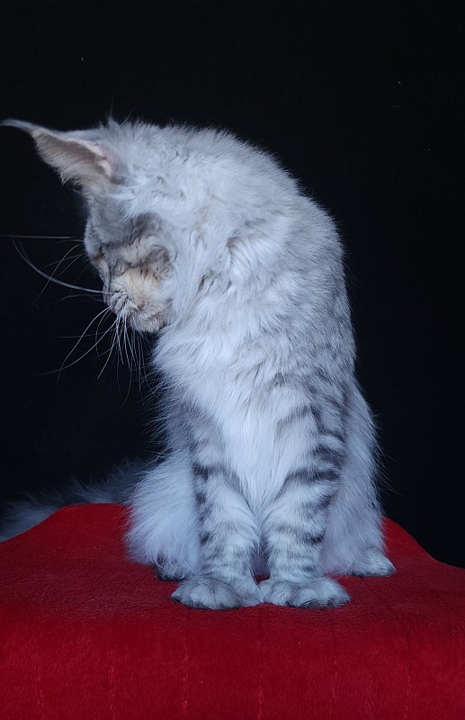 Addison Evans (polydactyl 66/66) - Взрослый мейн-кун 2 года 3 месяца