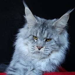 Addison Evans (polydactyl 66/66)