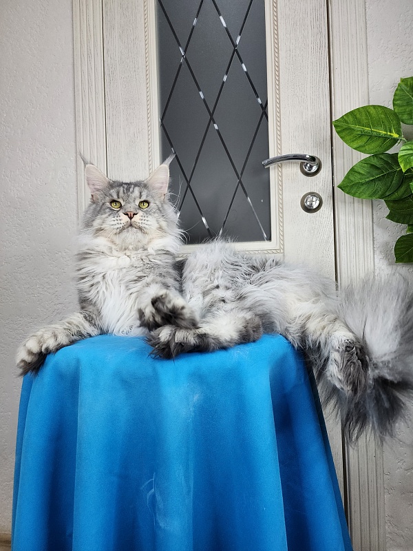 Addison Evans (polydactyl 66/66) - Взрослый мейн-кун 2 года 8 месяцев