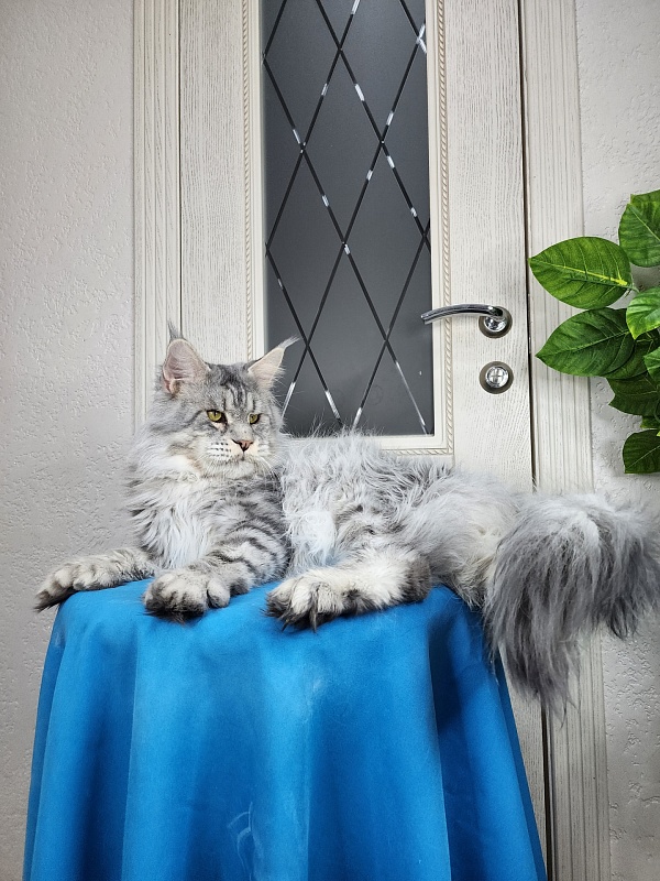 Addison Evans (polydactyl 66/66) - Взрослый мейн-кун 2 года 8 месяцев