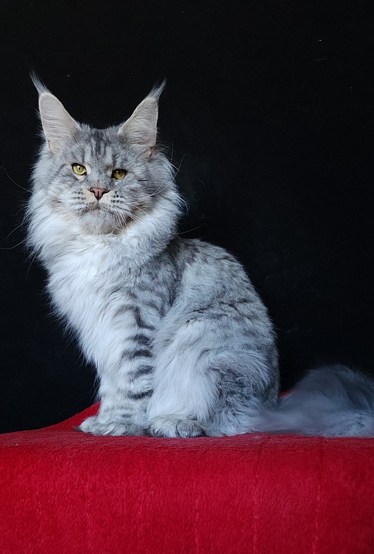 Addison Evans (polydactyl 66/66) - Взрослый мейн-кун 2 года 3 месяца