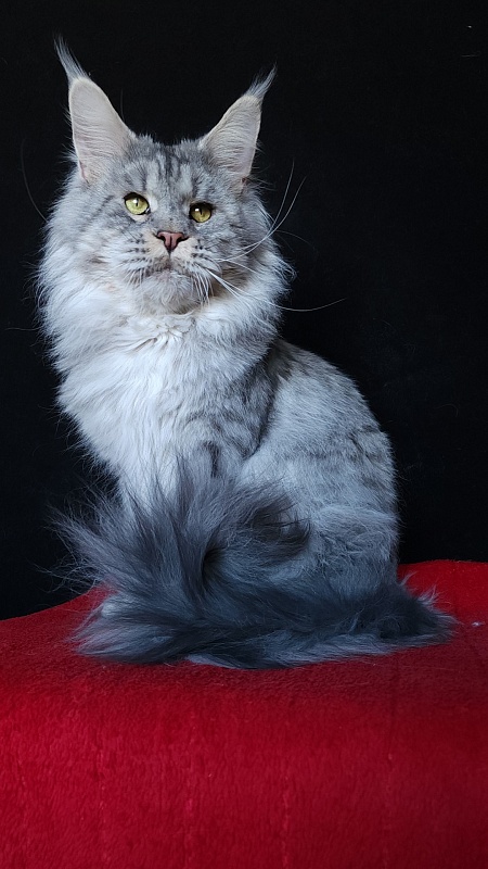 Addison Evans (polydactyl 66/66) - Взрослый мейн-кун 2 года 3 месяца