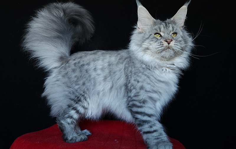 Addison Evans (polydactyl 66/66) - Взрослый мейн-кун 2 года 3 месяца