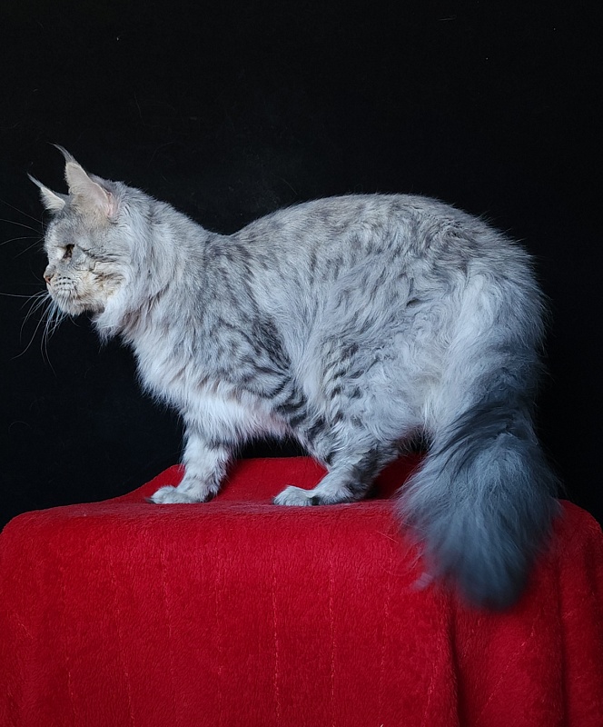 Addison Evans (polydactyl 66/66) - Взрослый мейн-кун 2 года 3 месяца