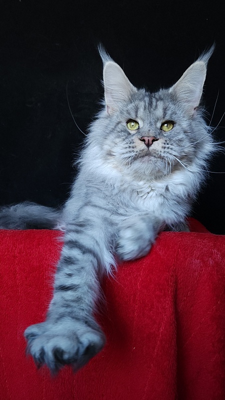 Addison Evans (polydactyl 66/66) - Взрослый мейн-кун 2 года 3 месяца