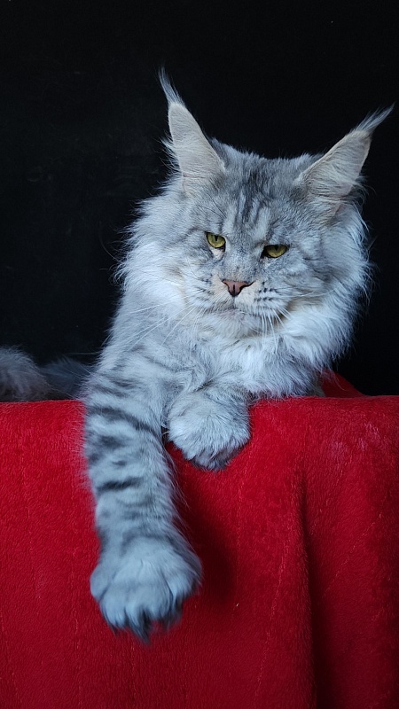 Addison Evans (polydactyl 66/66) - Взрослый мейн-кун 2 года 3 месяца