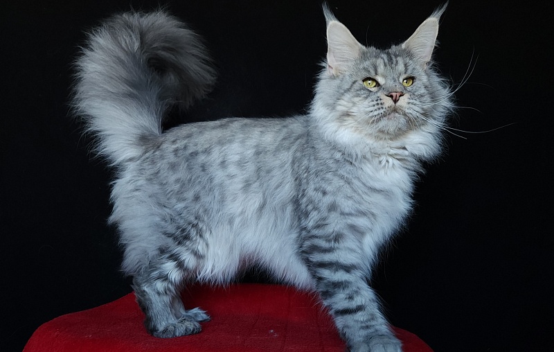 Addison Evans (polydactyl 66/66) - Взрослый мейн-кун 2 года 3 месяца