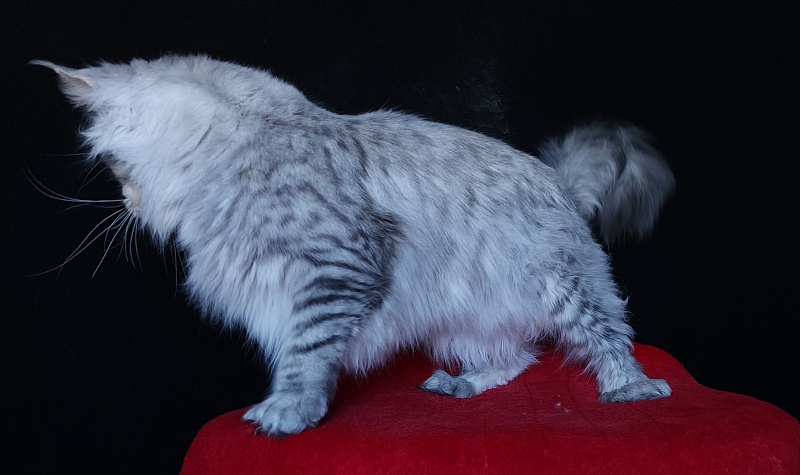 Addison Evans (polydactyl 66/66) - Взрослый мейн-кун 2 года 3 месяца