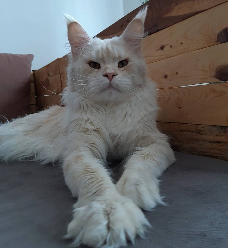 Aman Demon Celeste - мейн-кун