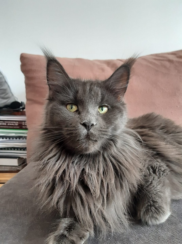 Karakum Asena - мейн-кун