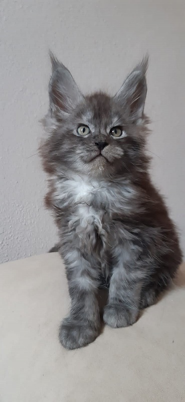 Karakum Floyd - Kitten maine-coon 2 months