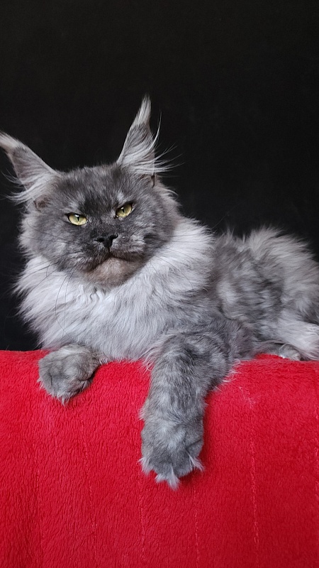 Karakum Floyd - Adult maine-coon 2.5 years 2 weeks