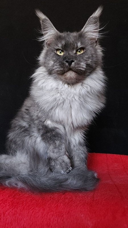 Karakum Floyd - Adult maine-coon 2.5 years 2 weeks