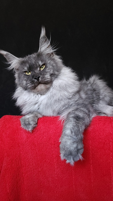 Karakum Floyd - Adult maine-coon 2.5 years 2 weeks