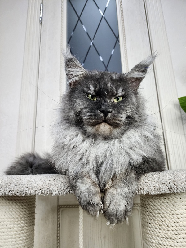 Karakum Floyd - Adult maine-coon 3.5 years 3.5 weeks