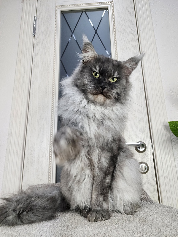 Karakum Floyd - Adult maine-coon 3.5 years 3.5 weeks