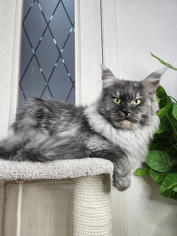 Karakum Floyd - Adult maine-coon 3.5 years 3.5 weeks