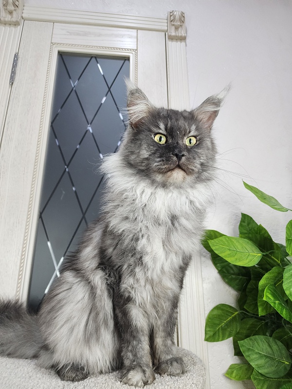 Karakum Floyd - Adult maine-coon 3.5 years 3.5 weeks