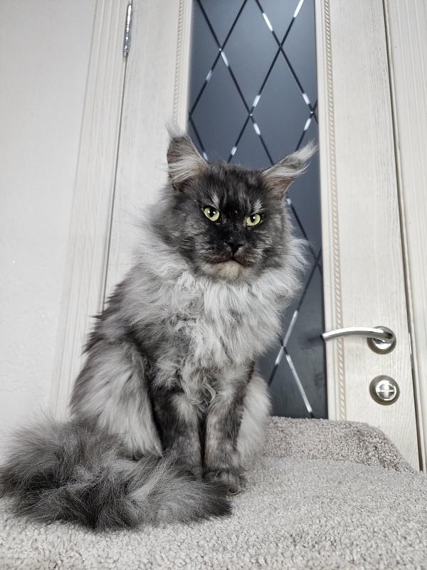 Karakum Floyd - Adult maine-coon 3.5 years 3.5 weeks